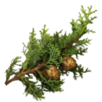 blue-cypress-2