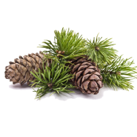 cedarwood-essential-oil