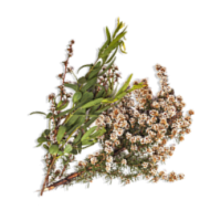 fragonia