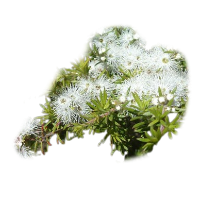 kunzea ambigua