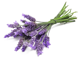Lavender Essential Oil