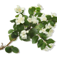 myrtle