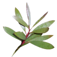 nerolina