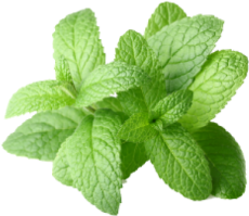 Peppermint Essential Oil