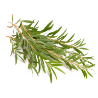 Tea Tree Oil